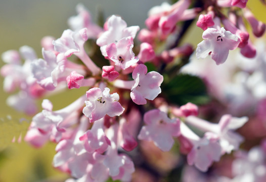丁香花