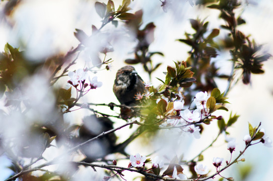 花鳥