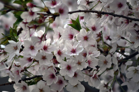 桃花