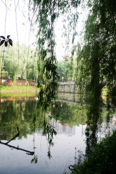 樹木 風景 風光 植被 素材