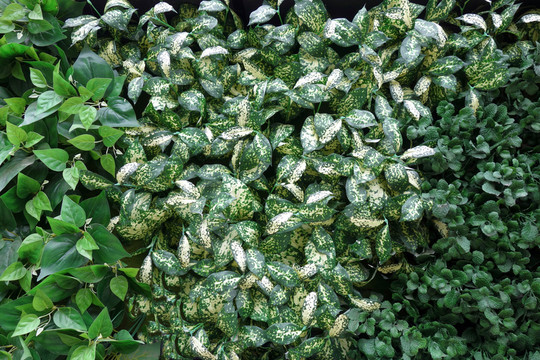 植物墻 背景墻