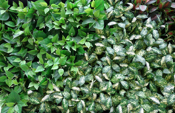 植物墻 植物背景