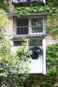爬墻虎 植物 藤條
