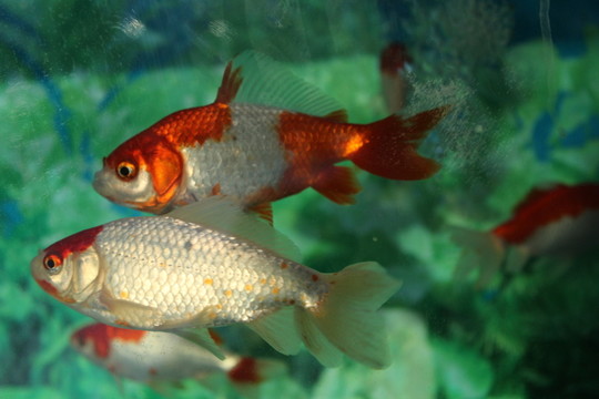 和金 金魚