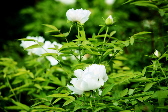 牡丹花 花卉 植物