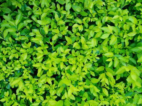綠色植物