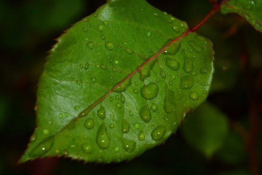 雨后月季葉子