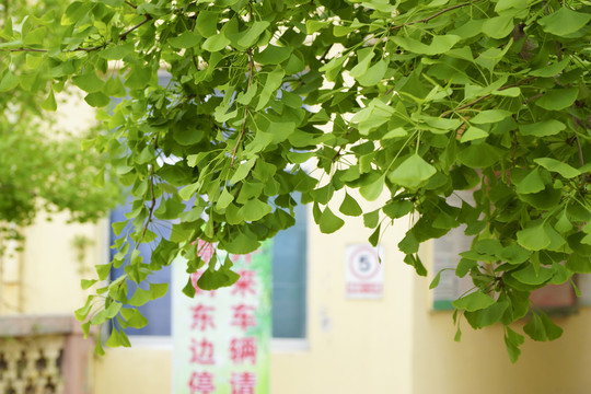 春天的銀杏葉