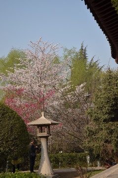 石燈
