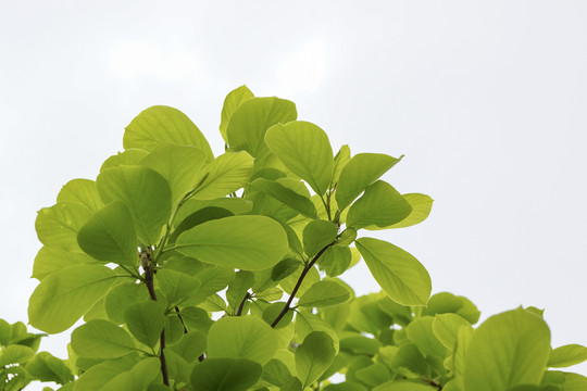 玉蘭樹(shù)葉