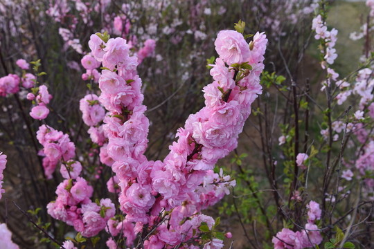 櫻花
