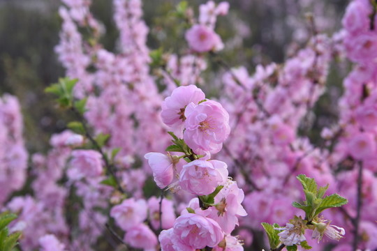 櫻花