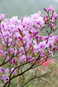 野生杜鵑花