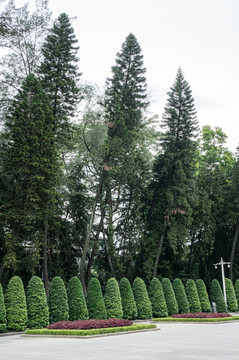 松樹(shù)
