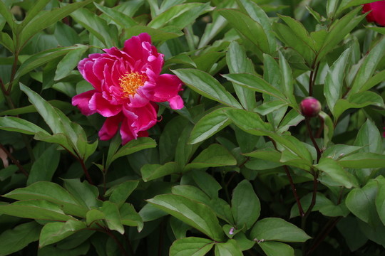 芍藥花