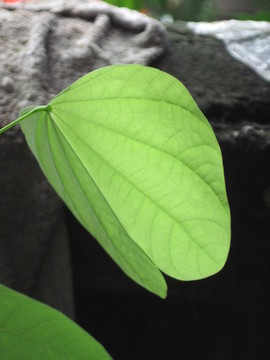 葉子脈絡(luò)