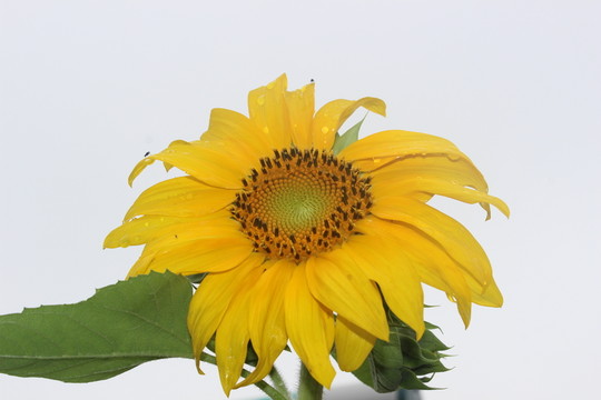 葵花