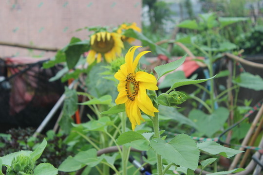 葵花