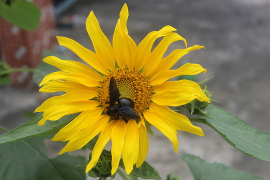 葵花