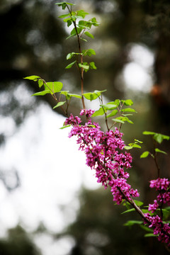 花卉