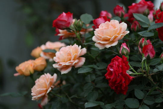 月季花