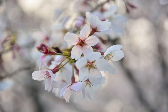 櫻花