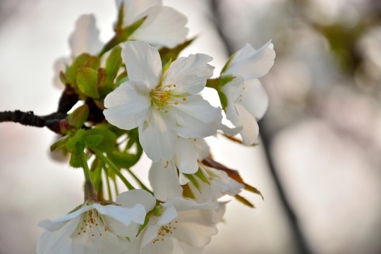 櫻花