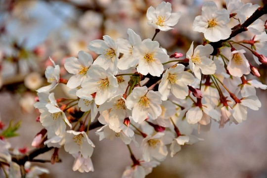 顧村公園櫻花