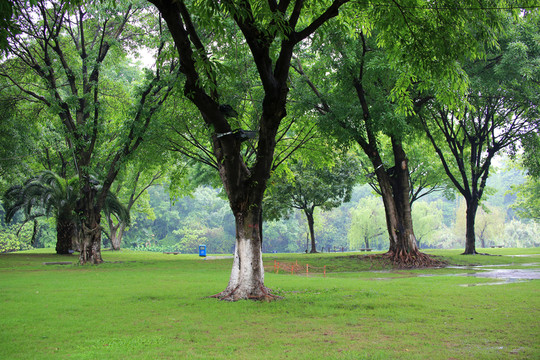公園 樹蔭 風(fēng)景 綠化 樹影