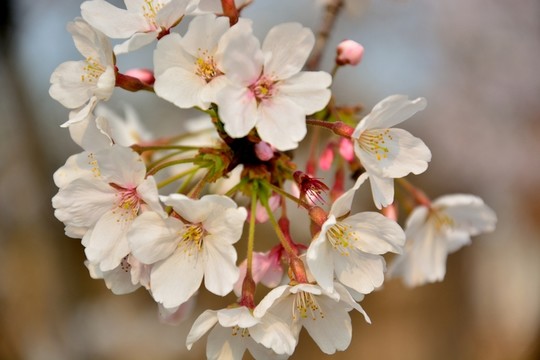 櫻花