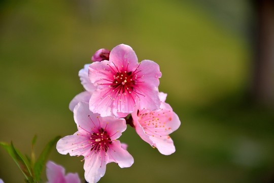 紅桃花