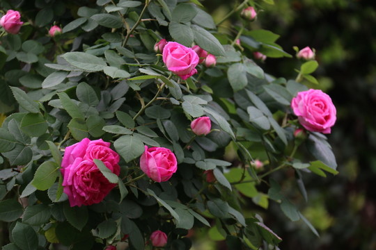 月季花