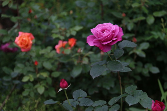 月季花