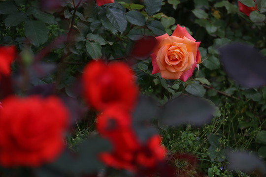 月季花