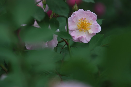 月季花