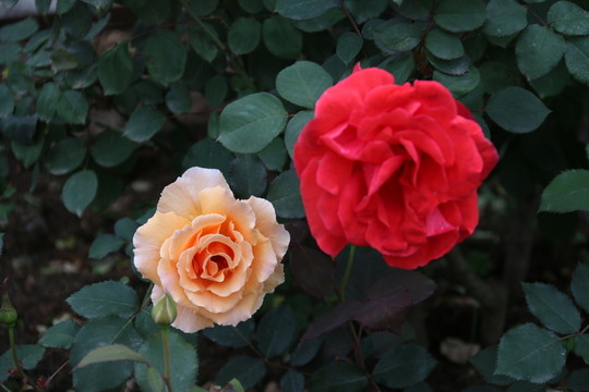 月季花