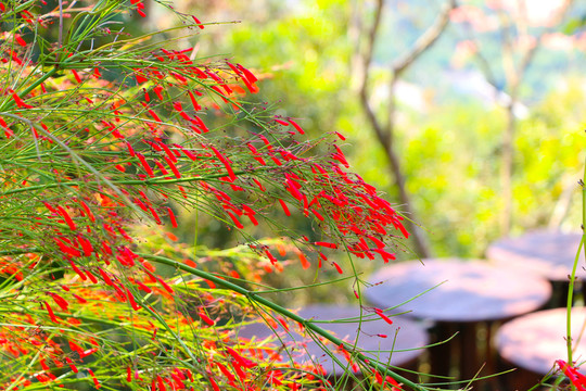 熱帶植物 紅花