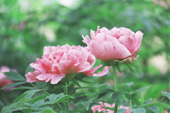 花卉