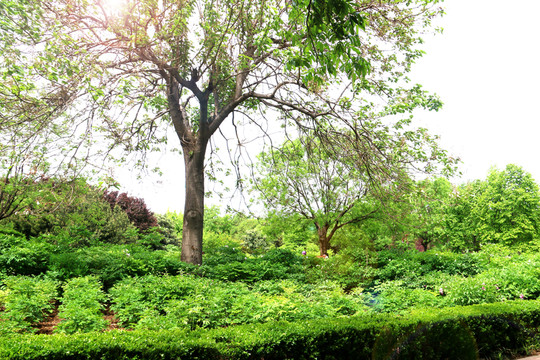 風(fēng)景綠化