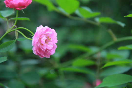 薔薇月季花
