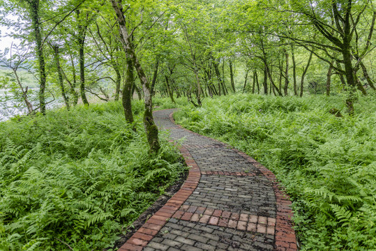 林間小道