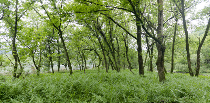 樹林
