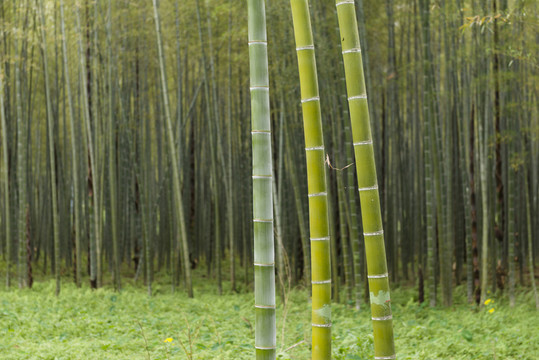 竹林