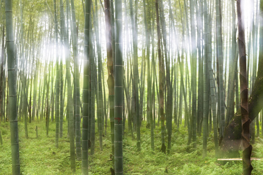竹林