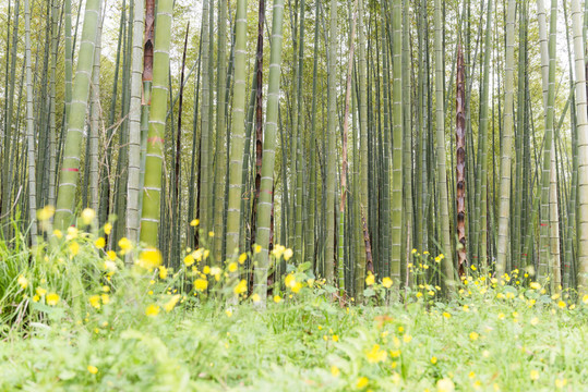 竹林