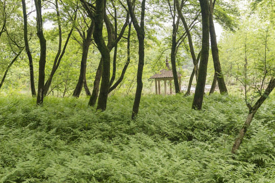 樹林