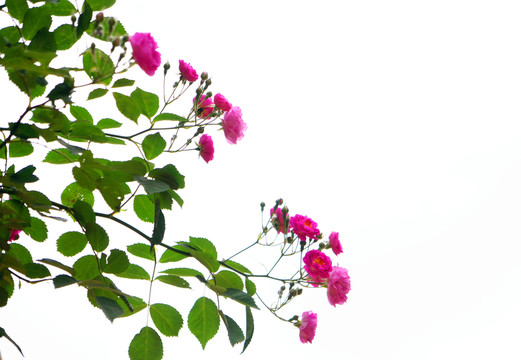 薔薇邊框