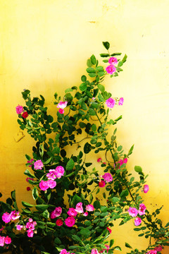 紅色薔薇