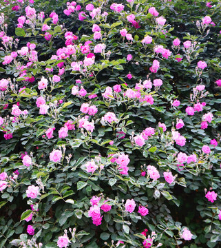 薔薇背景