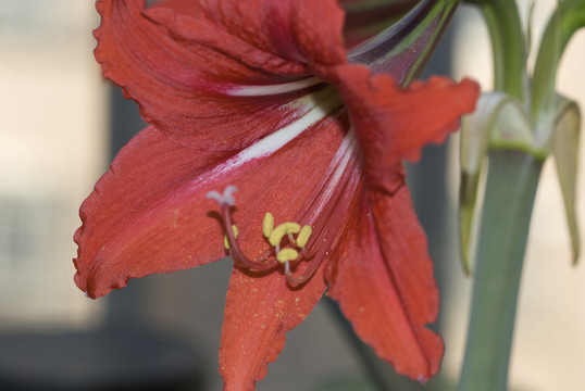 朱頂紅